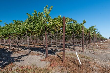 Grapes growing on the fine in California Sonoma Valleyの写真素材