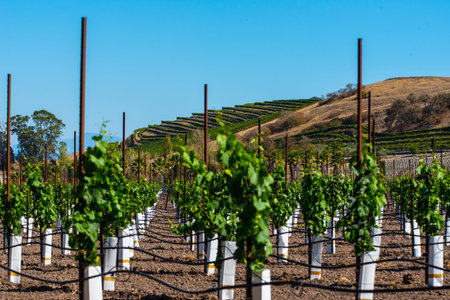 New grape vines grow in rows with hill of more vines in backgroundの写真素材