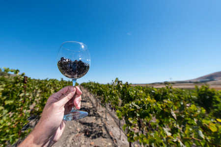 Hand holding a  red wine glass with grapes in a vineyardの写真素材