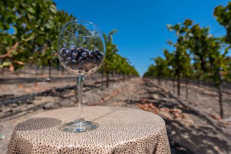 A red wine glass on a table in a vineyard with grapes for red wineの写真素材