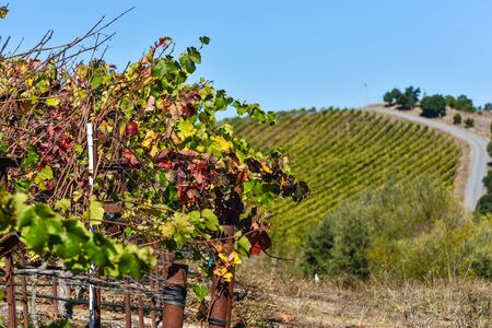 A red wine glass on a post in a vineyard with grapes for red wineの写真素材