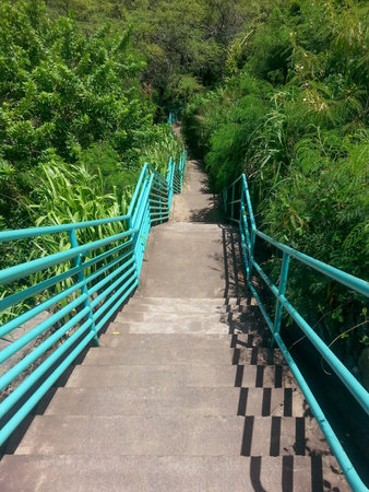 Stairs with blue rail and many levels lead to a tropical forest