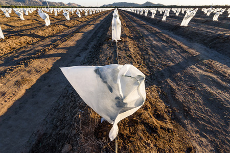 Rows of plants are covered with fleece to protect them from frostの写真素材