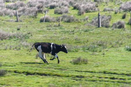 A cow is running in a grass field with all four hooves off the groundの写真素材