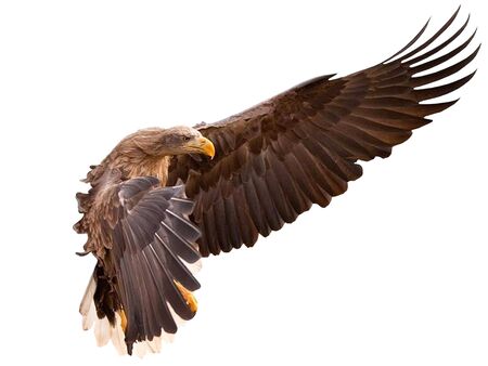 eagleの写真素材