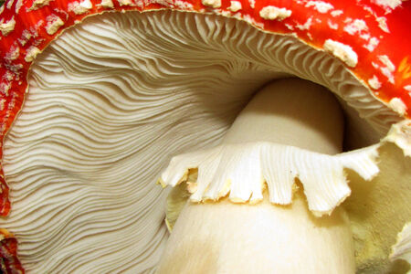 Red mushroom to increase.の写真素材