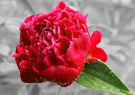 Flower red peony on a gray background.の写真素材