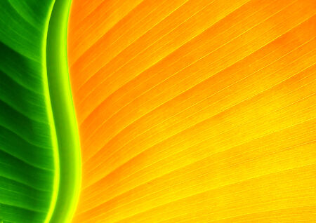 Abstract tropical background.の写真素材