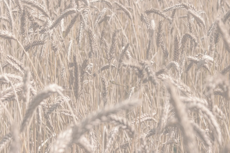 Background wheat background for the template.の写真素材