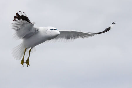 Photo manipulation of the aircraft and birds.の写真素材