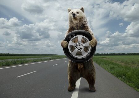 Bear,standing on the road with the wheel in feet.の写真素材