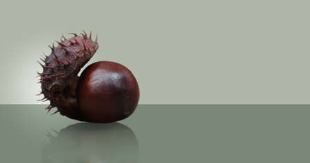 Walnut chestnut lying on the glass table.の写真素材