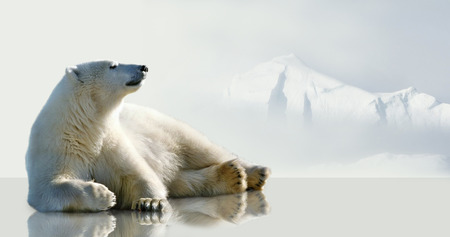 Polar bear lying on the ice in the environment of the iceberg.の写真素材