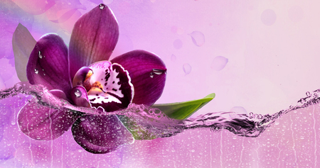 Beautiful Orchid in the refreshing spray of water.の写真素材