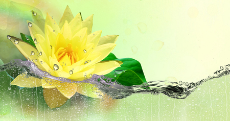 Gold,yellow Lotus in the refreshing spray of water.の写真素材