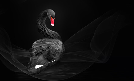 Black Swan on black background water.の写真素材