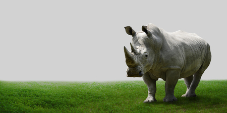 Rhino on the field.の写真素材