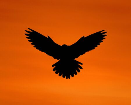 The silhouette of an eagle in the sky.の写真素材