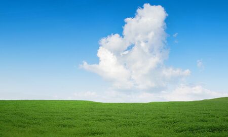 Field and blue sky.の写真素材