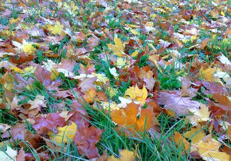 Autumn background.の写真素材