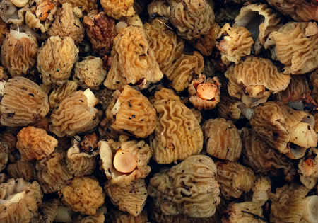 Texture morchella.の写真素材