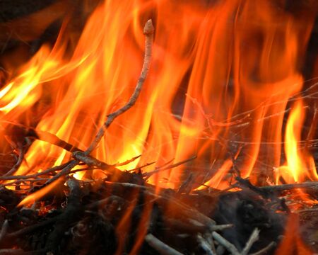 The fire in the forest.の写真素材