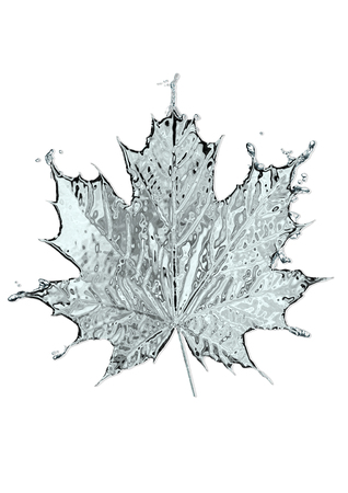 Leaf of a maple from water.の写真素材