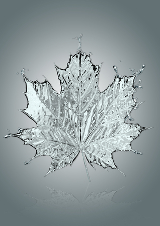 Leaf of a maple from water.の写真素材