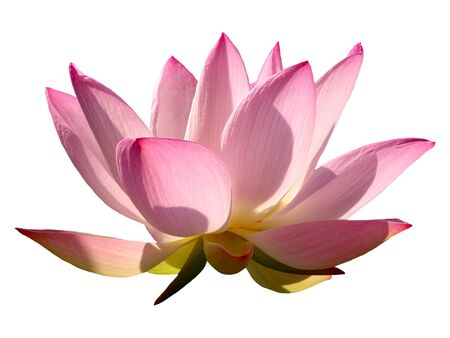 Lotus.の写真素材