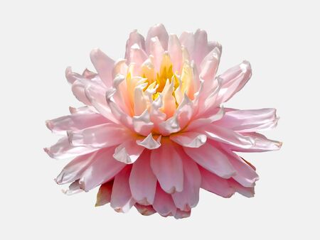 Lotus.の写真素材