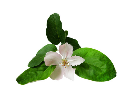 Flower of quince with a branch.の写真素材