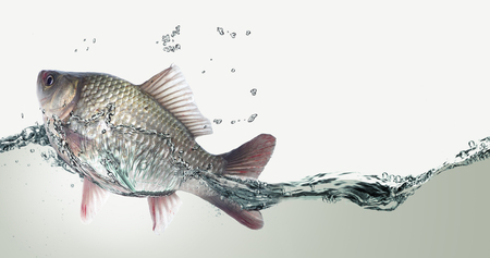 Silver cyprinus.の写真素材