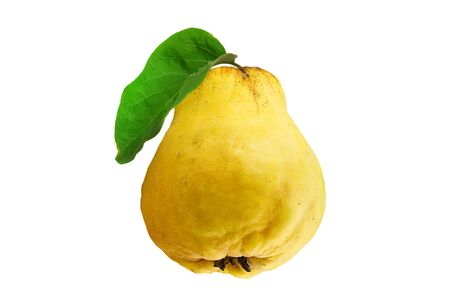One fresh quince fruit with leaf over white background.の写真素材