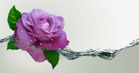 Beautiful rose on a background of water.の写真素材