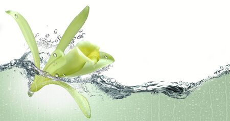 Flower vanilla in a spray of water.の写真素材