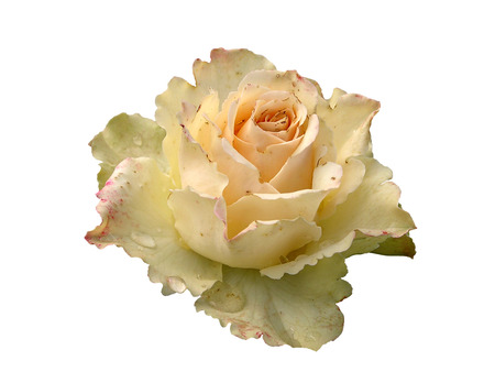 Isolated rose flower on a white background.の写真素材