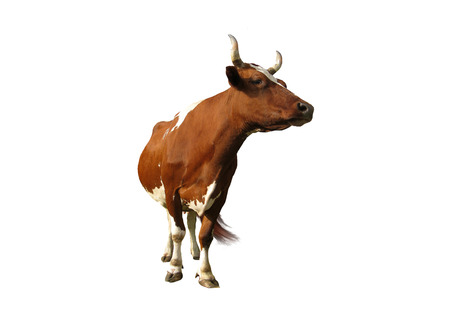 Cow on a white background.の写真素材
