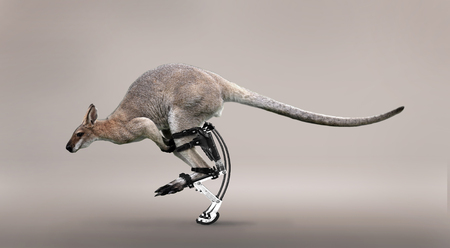 Kangaroo and the Jollyjumper.の写真素材