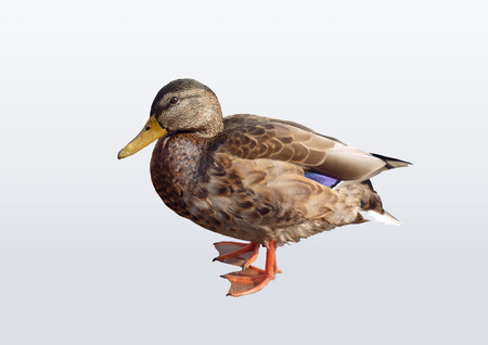 Duck duck on an isolated background.の写真素材