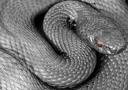 Curled snake viper.
