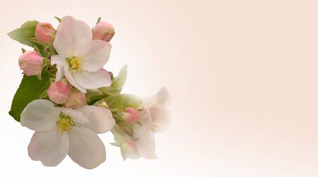 Greeting card with flowers of apple.の写真素材