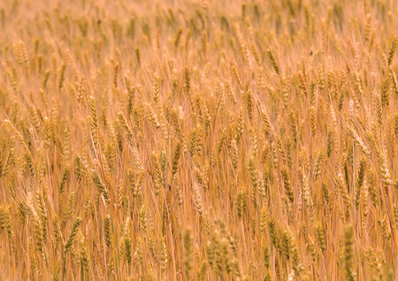 Background image of a field of maturing wheat.の写真素材