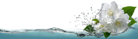 Spring flowers of jasmine in a spray of cool water.の写真素材