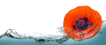 Flower of red poppy in a spray of water.の写真素材