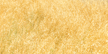 Background image of dry grass.の写真素材