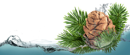 Pine cones with a branch in a spray of water.の写真素材