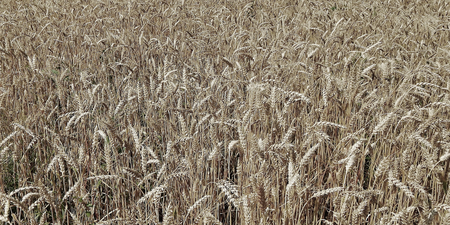 Fields of wheat at the end of summer fully ripe.の写真素材