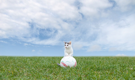 Cat playing with a soccer ball.の写真素材