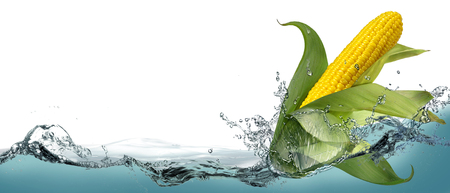 Ripe corn in a spray of clear water.の写真素材