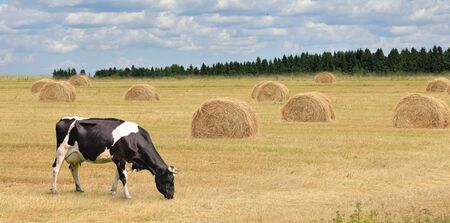 Cows grazing on summer field.の写真素材